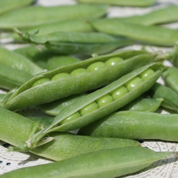 Markerbse Petit Provencal (Samen)