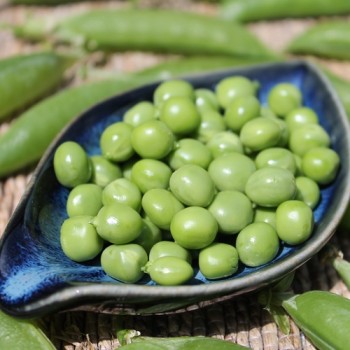 Markerbse Petit Provencal (Samen)