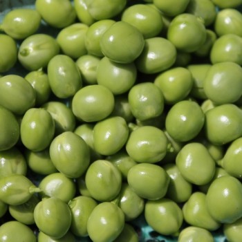 Markerbse Petit Provencal (Samen)