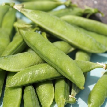 Markerbse Petit Provencal (Samen)