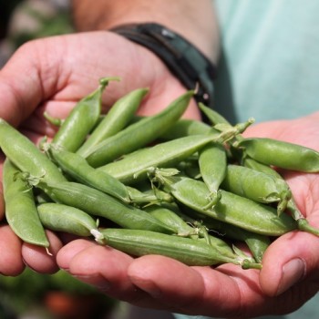 Markerbse Petit Provencal (Samen)