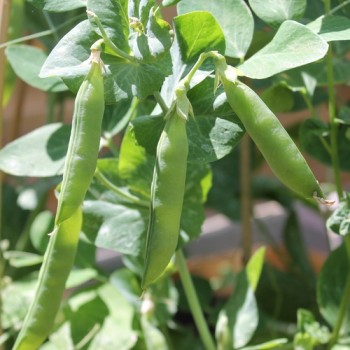 Markerbse Petit Provencal (Samen)