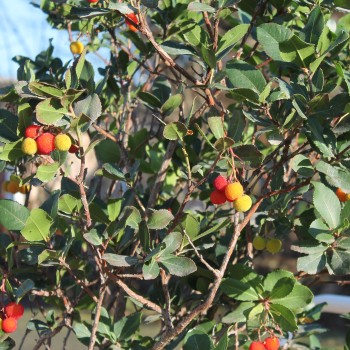 Erdbeerbaum (Samen)