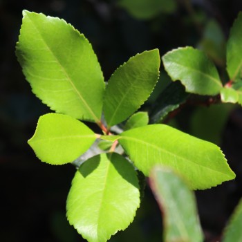 Erdbeerbaum (Samen)