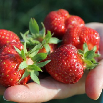 Erdbeerwiese Annelie (Pflanze)