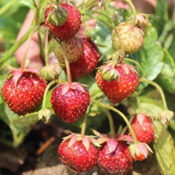 Erdbeere Auchincruive Climax (Pflanze)