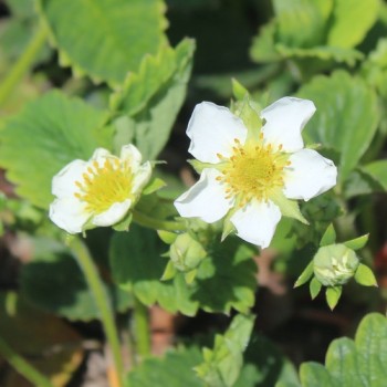 Erdbeere Auchincruive Climax (Pflanze)