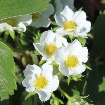 Erdbeere Cambridge Favourite (Pflanze)