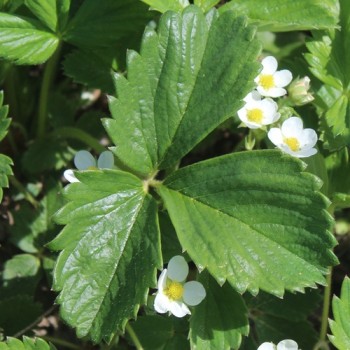 Erdbeere Georges Pink (Pflanze)