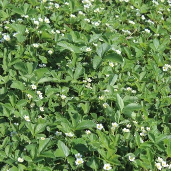 Erdbeere Georges Pink (Pflanze)