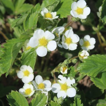 Erdbeere Georges Pink (Pflanze)