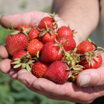 Erdbeere Korbinskaya Rannyaya (Pflanze)