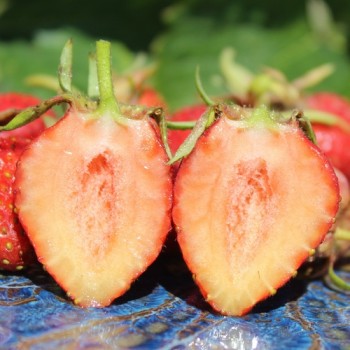 Erdbeere Korbinskaya Rannyaya (Pflanze)