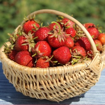 Erdbeere Korbinskaya Rannyaya (Pflanze)