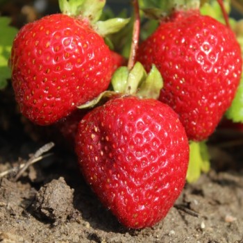 Neu! Erdbeere Riesenerdbeere (Pflanze)