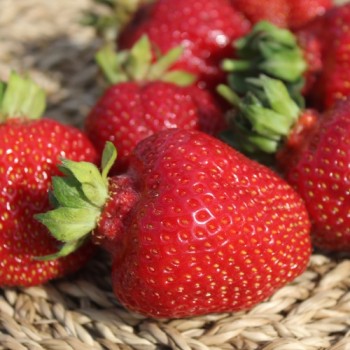 Neu! Erdbeere Riesenerdbeere (Pflanze)