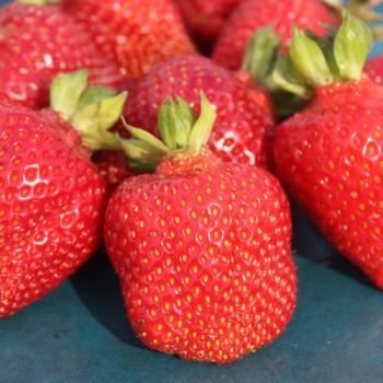 Neu! Erdbeere Riesenerdbeere (Pflanze)