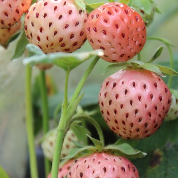 Neu! Erdbeere Weiße Ananas (Pflanze)