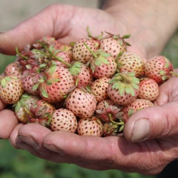 Erdbeere Weiße Ananas (Pflanze)