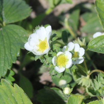 Erdbeere Weiße Ananas (Pflanze)