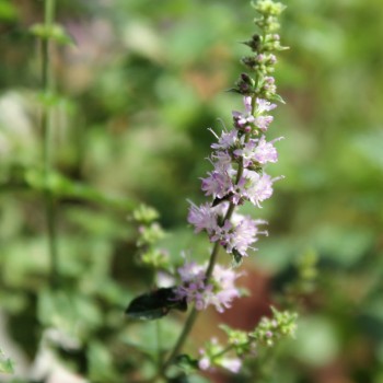 Erdbeerminze (Pflanze)