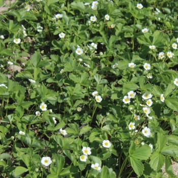 Erdbeerwiese Annelie (Pflanze)