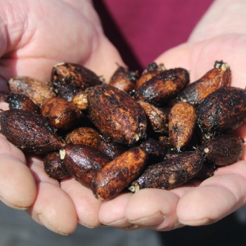 Erdnuss-Platterbse (Pflanze)