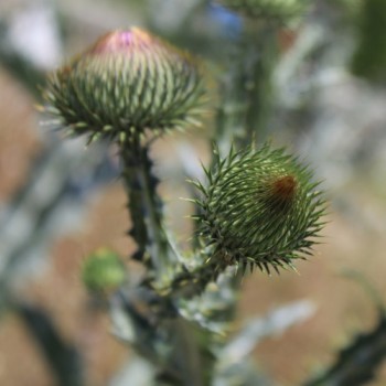 Schottische Distel (Eselsdistel) (Samen)