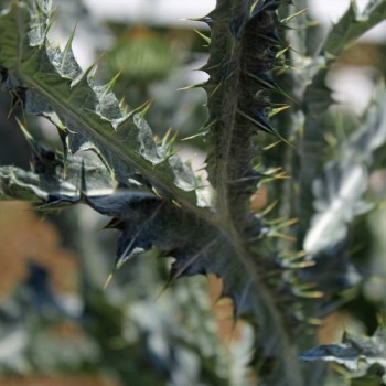 Schottische Distel (Eselsdistel) (Samen)