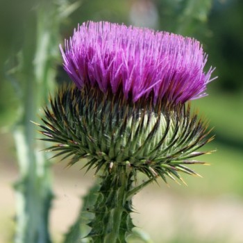 Schottische Distel (Eselsdistel) (Samen)