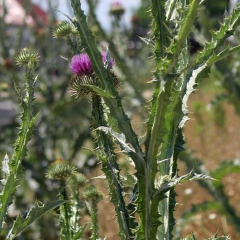 Schottische Distel (Eselsdistel) (Samen)