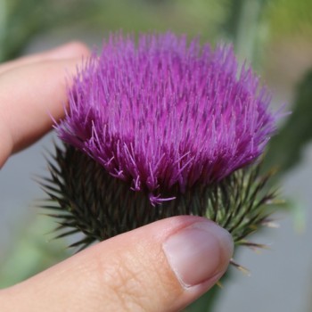 Schottische Distel (Eselsdistel) (Samen)