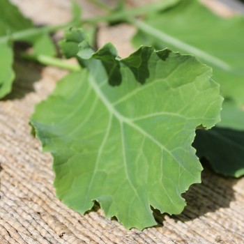 Ewiger Kohl (Pflanze)
