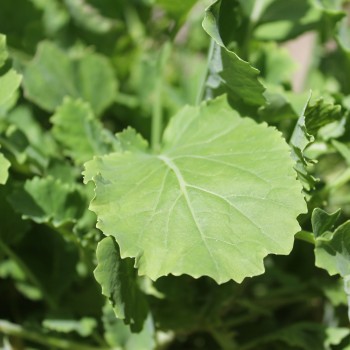 Ewiger Kohl (Pflanze)