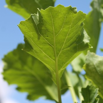 Ewiger Kohl (Pflanze)