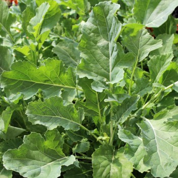 Ewiger Kohl (Pflanze)