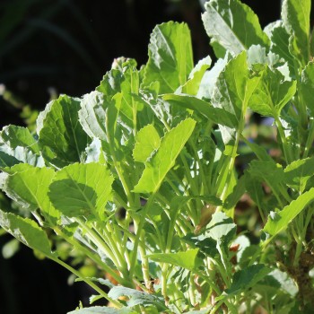Ewiger Kohl (Pflanze)