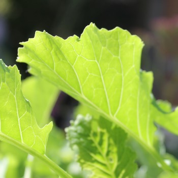 Ewiger Kohl (Pflanze)