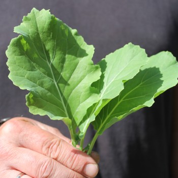 Ewiger Kohl (Pflanze)