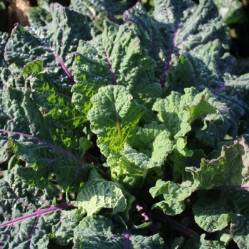 Ewiger Kohl Homesteader’s Kaleidoscopic Grex (Samen)