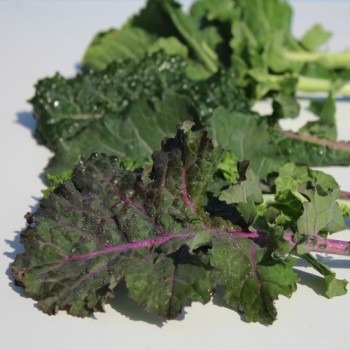 Ewiger Kohl Homesteader’s Kaleidoscopic Grex (Samen)