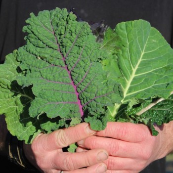 Ewiger Kohl Homesteader’s Kaleidoscopic Grex (Samen)
