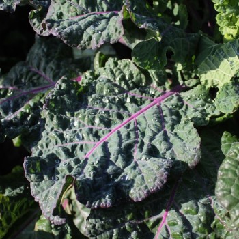 Ewiger Kohl Homesteader’s Kaleidoscopic Grex (Samen)