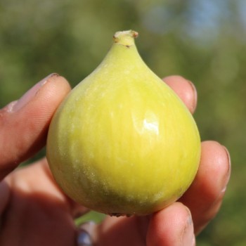 Feige Goute d'Or (Pflanze)