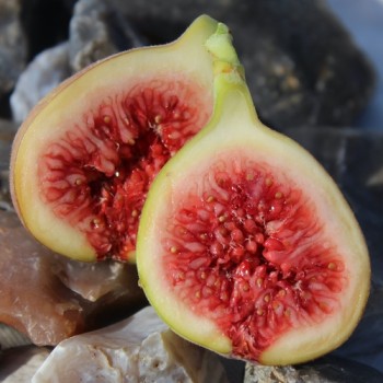 Neu! Feige Hardy Chicago (Pflanze)