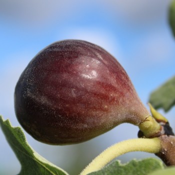 Neu! Feige Hardy Chicago (Pflanze)