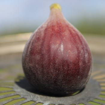 Neu! Feige Hardy Chicago (Pflanze)