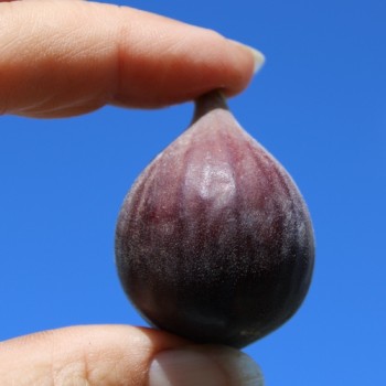 Neu! Feige Hardy Chicago (Pflanze)