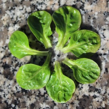 Neu! Feldsalat Coquille de Louvriers (Samen)