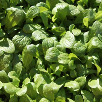 Feldsalat Grote Noordhollandse (Samen)